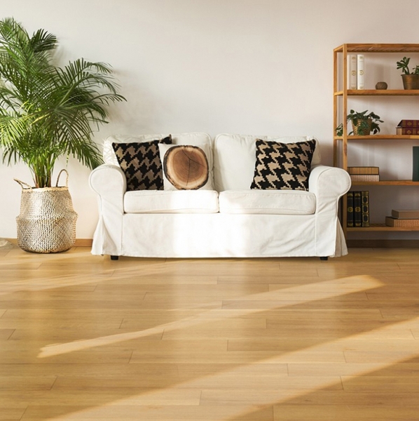 經典普拉斯 | 巴納德直紋白橡